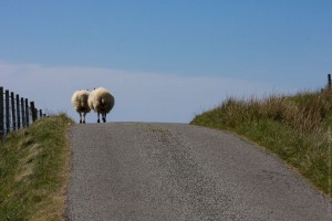 Way Of Sheep